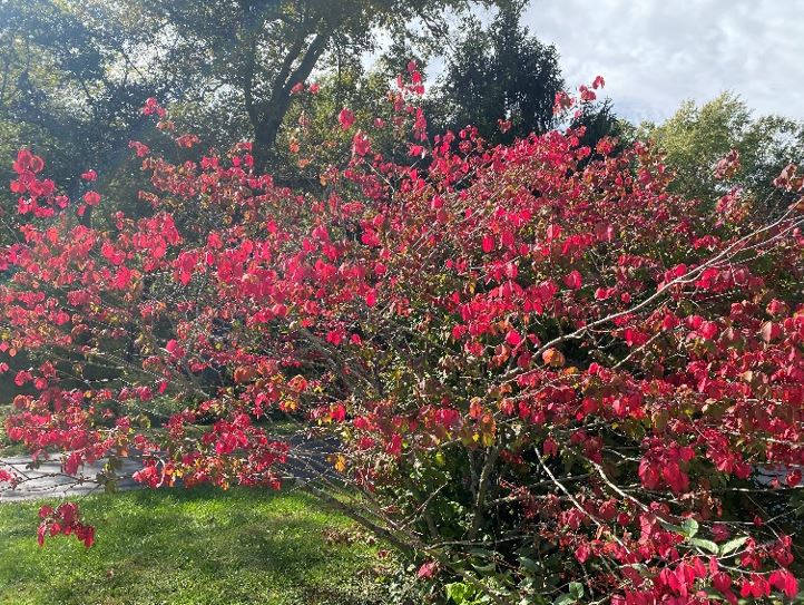 Burning bush